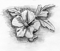 Hibiskusblüte